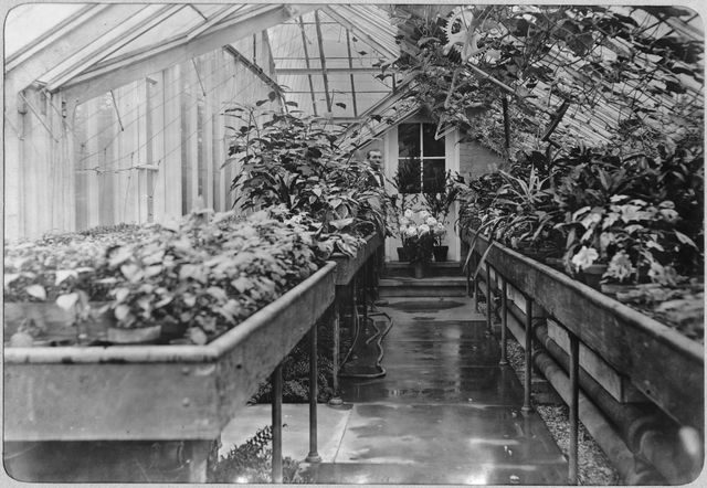 Interior view of the greenhouse at Clayton, the Frick family's Pittsburgh residence, with gardener visible at the rear, circa 1900